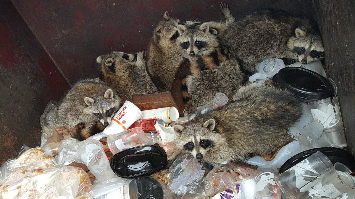 wetlandsoil's tweet photo. Awesome week of #wetlandteam sampling @WestPoint_USMA with the #naturalresources staff. Picture perfect #depletedmatrix #wetlandsoils ; scenery in #HudsonValley ; and wildlife. Bonus #trashpanda pic as well. @el_erdc_uo https://t.co/i9IjxUDHUr