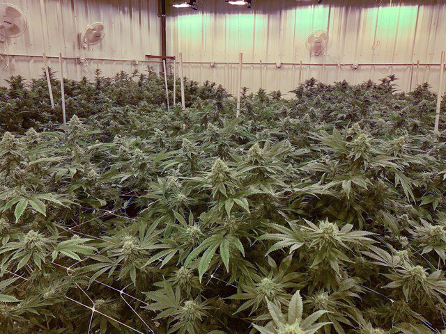 OHFam4Change's tweet photo. Cultivation facilities harvest medical marijuana while processors, labs, dispensaries await approval https://t.co/LGvdQhn13H #ohiofamiliesforchange #MRR https://t.co/Y6rttKuRjE