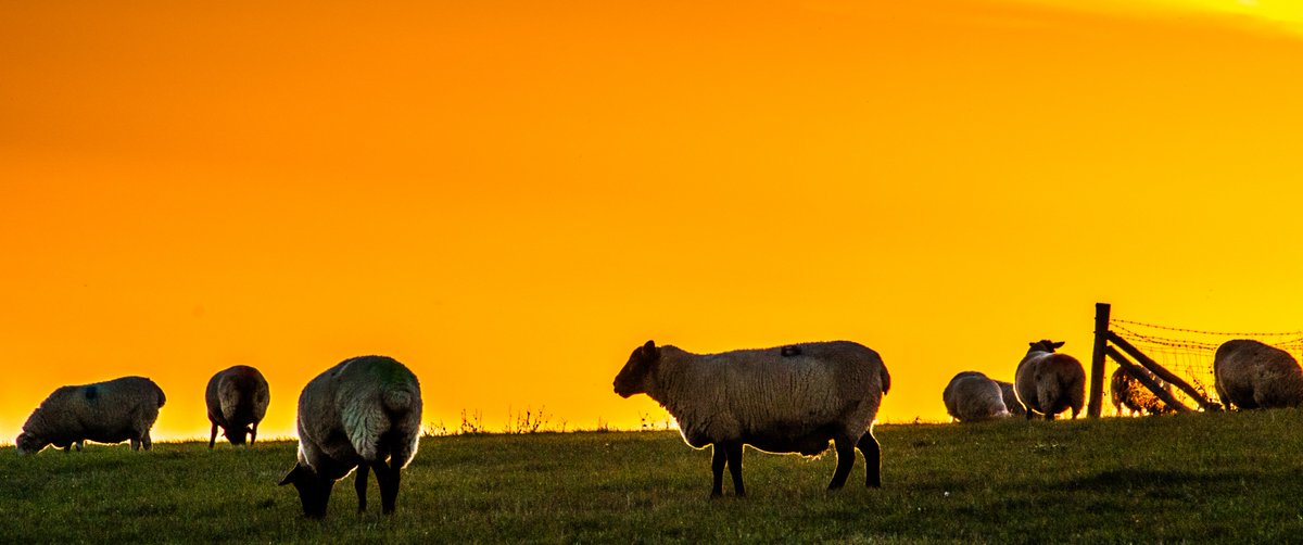 Bur1Burr's tweet photo. Lone #Paraglider & #Sheep nearing #Sunset at #HighandOver #Seaford #Sussex UK this evening..Hope your day was good..God Bless DB https://t.co/LfJ9oYCQDK