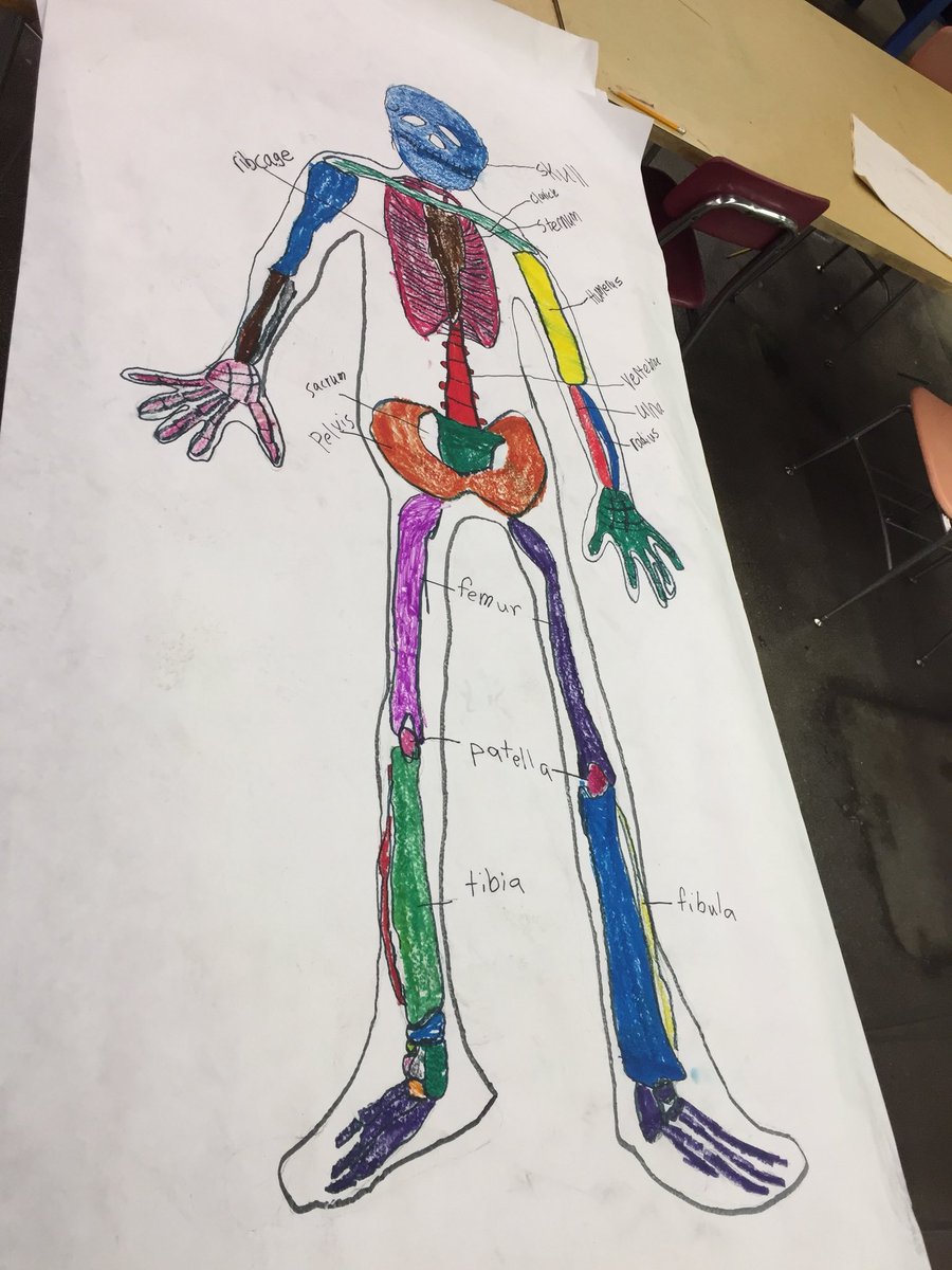 resykalski's tweet photo. 5th grade is learning the major bones and making life size skeletons. Spooky, sciencey, and artsy all at once! Practicing our contour lines, guidelines and proportions! #CougarProud #5thgrade #science #anatomy #art @JimBrewer_edu @ErikaStew2484 @MrBestulsClass https://t.co/fE7HrIIlRE
