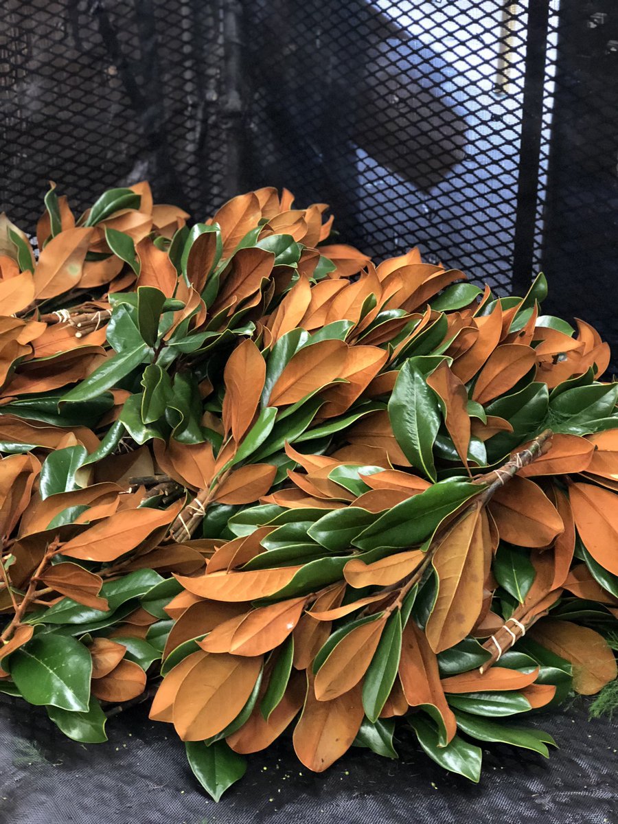 MrLeatherleaf's tweet photo. The first of the #magnolia has been cut, ready to start the Christmas season off right! https://t.co/4I3z39HG3x