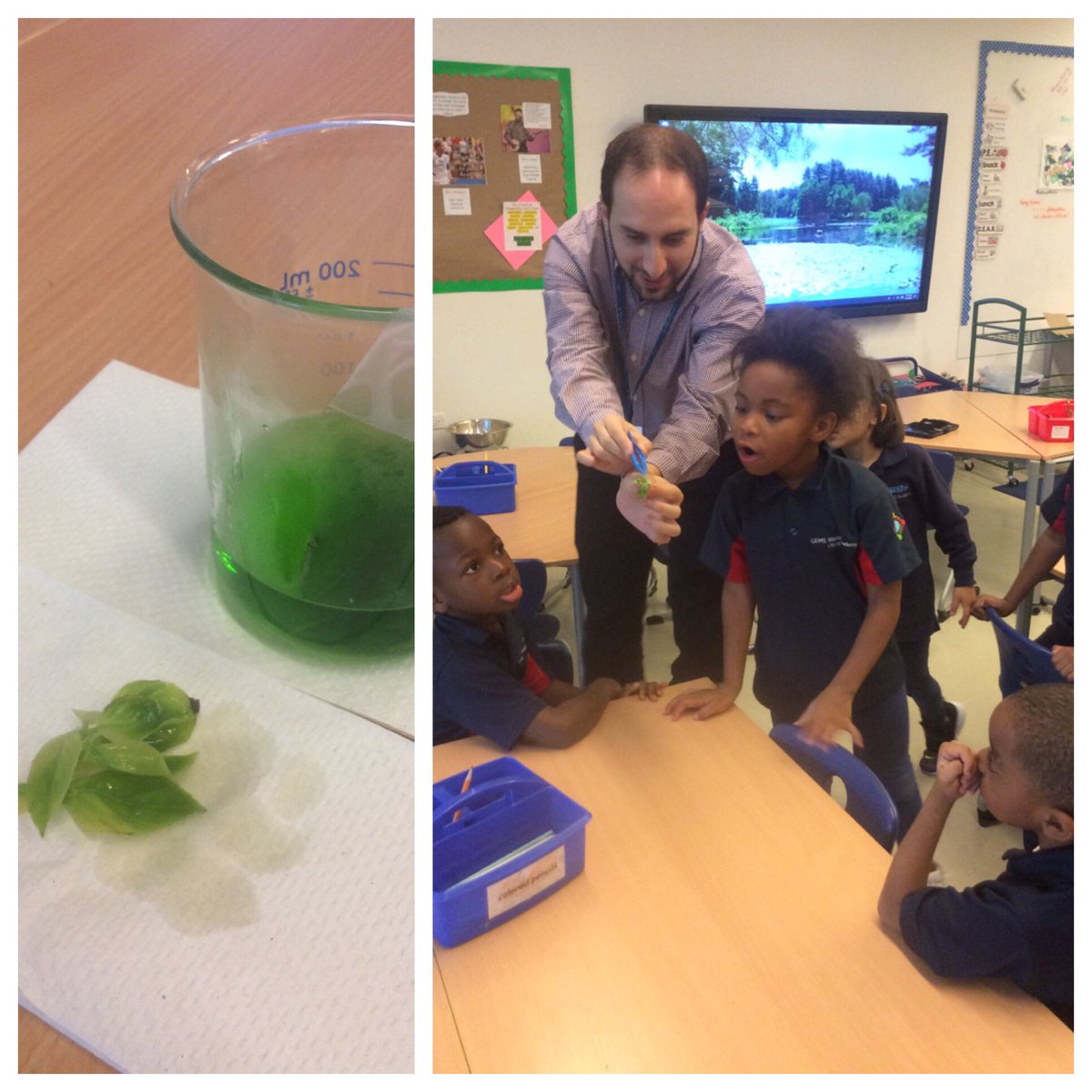Did you know you can extract chlorophyll from leaves? Ask Our kindergarteners how to do it! <a href="/GWAcademyChi/">GEMS World Academy</a>