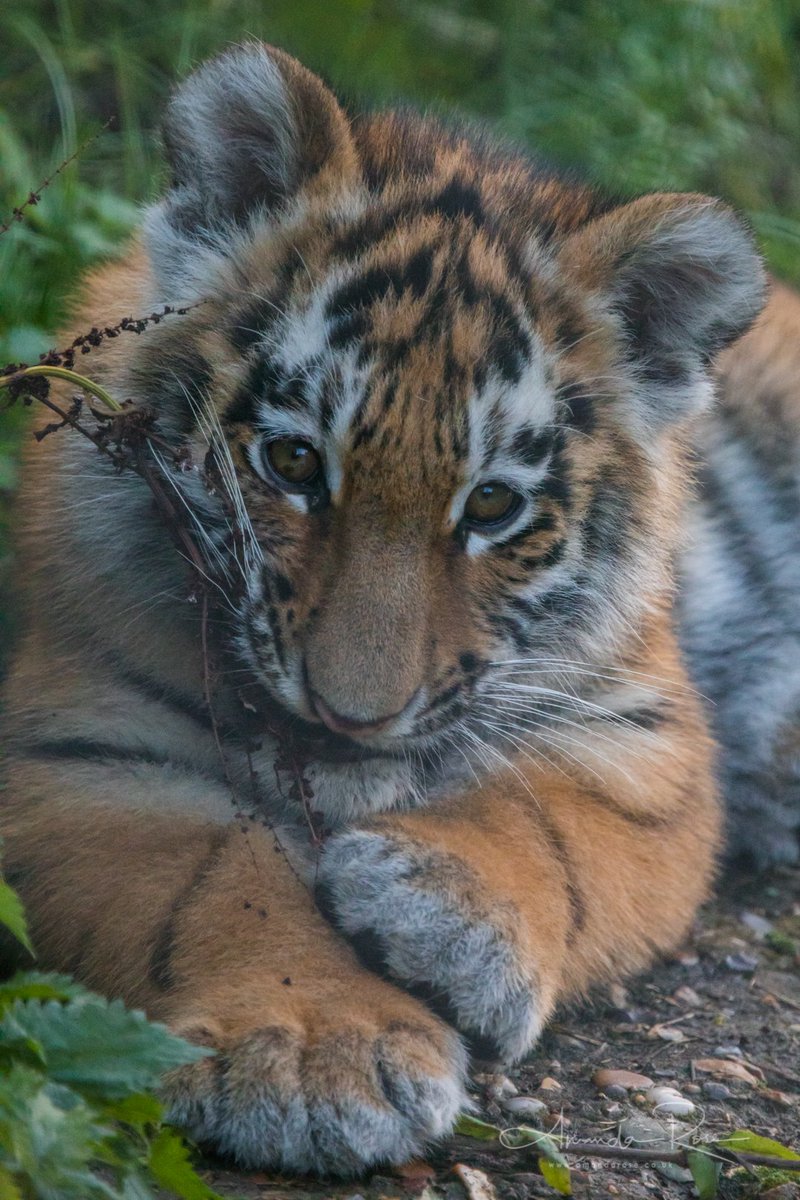 amandarosephoto's tweet photo. Had the most fabulous day at @ZSLWhipsnadeZoo photographing the gorgeous Dmitri, Makari and Czar🐯🐯🐯😍 https://t.co/NGNybtScrZ