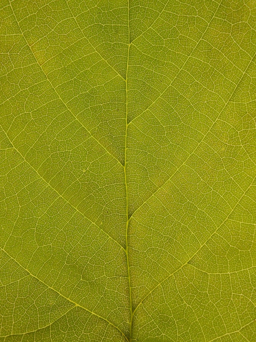 EdFreeman's tweet image. Delighted my contribution to the #designtoshapelight photographic exhibition has generated some interest and bids have started! Bidding closes 26 October 32auctions.com/design-to-shap… Great cause for @MaggiesCentres Thank you to organisers @Louispoulsen @paulnulty