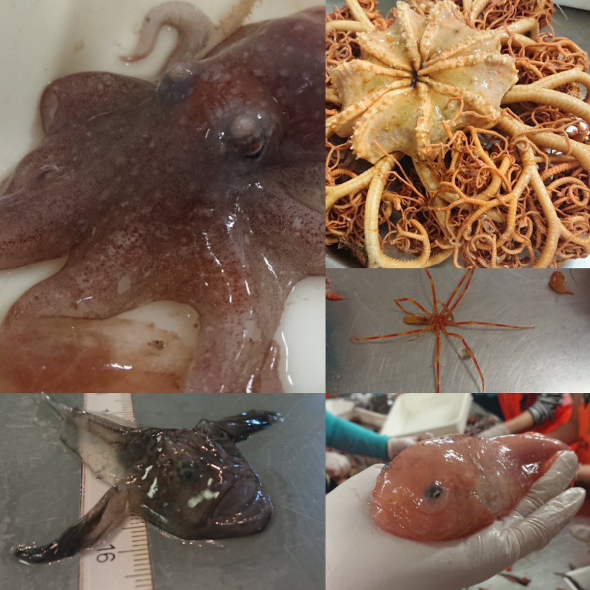 KatjaEnberg's tweet photo. So many exciting species #BIO325 #survey #RVGOSars #day5 #Færøyrenna #teaching @UiBmatnat @UiBmatnat https://t.co/Qvn2WsE2iT