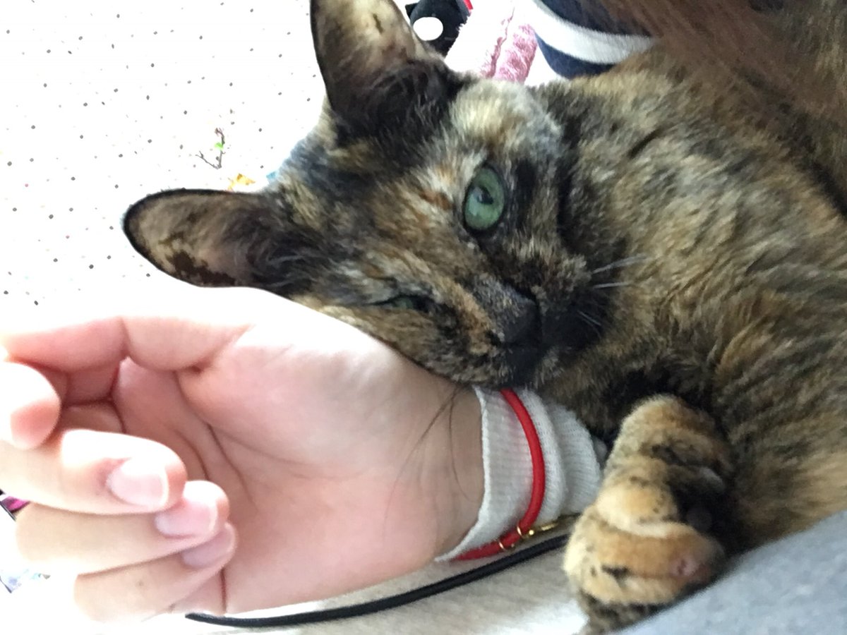 ユニークサビ 猫 かわいい スーパーイラストコレクション