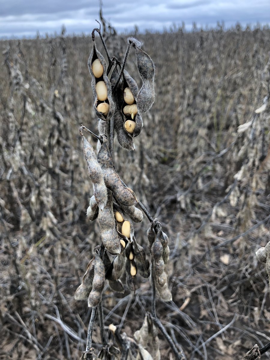 hayseedmike's tweet photo. My banker just told me to “hang in there”
I said that “I’m hanging in as long as you’re hanging” https://t.co/l5PMU986Mk