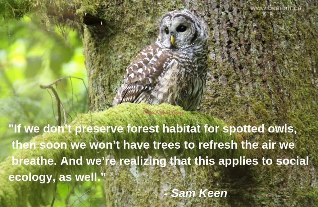 BirdPaddler's tweet image. Today's #WednesdayWisdom concerns #owls; the photo is a barred owl, very similar in appearance to #spottedowls. There are only 10 (TEN!) northern spotted owls in Canada. Learn how how to help: nsobreedingprogram.com