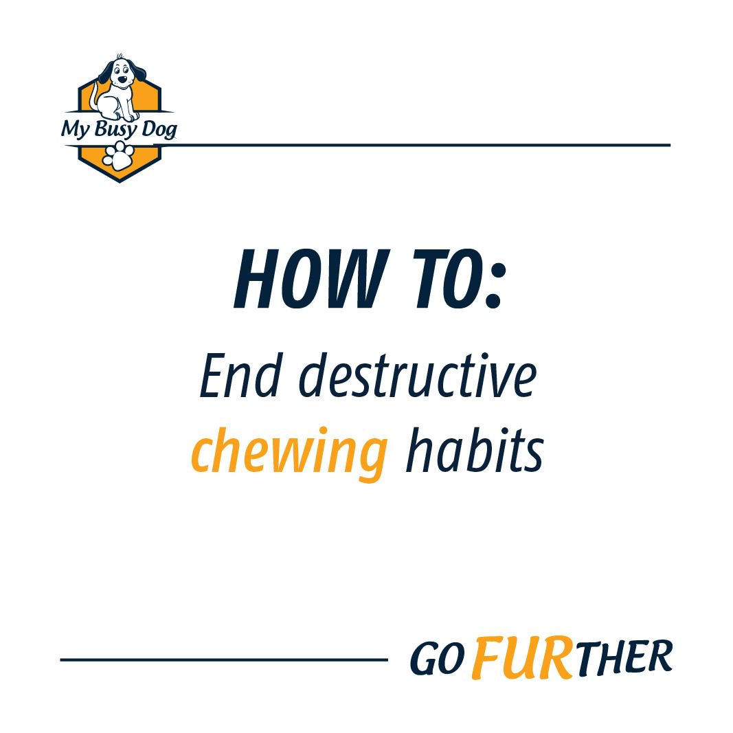 MyBusyDog's tweet photo. What tips and tricks have you used to help keep destruction away as you train your dog?

#1: blend banana, peanut butter, and carrot and freeze into a plastic kong or other chew toy
#2: Slow release kibble ball 
#3: Using a dog walker or doggy daycare a few times per week https://t.co/m8iojdDbb6