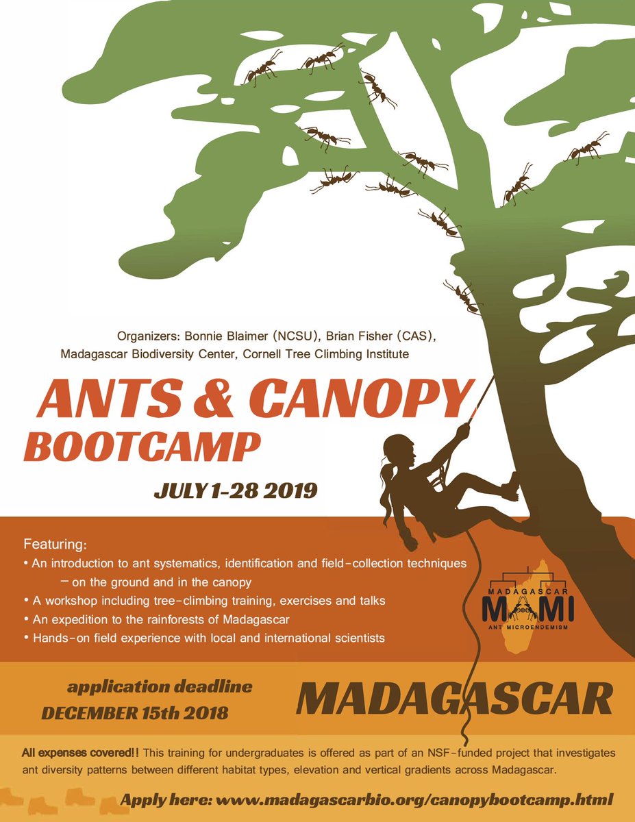 GabiCamacho's tweet image. If you're a student crazy about ants (or now someone who is), don't miss out on the opportunity to join @BBlaimer, @ant_explorer and myself in Madagascar for our Ants &amp;amp; Canopy Bootcamp in 2019. Applications are open!