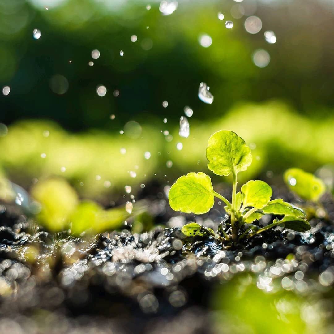 FAO's tweet photo. What we eat starts with the seeds we plant 🌱 and the food systems we have in place. 

#ZeroHunger https://t.co/jGvPOku18H