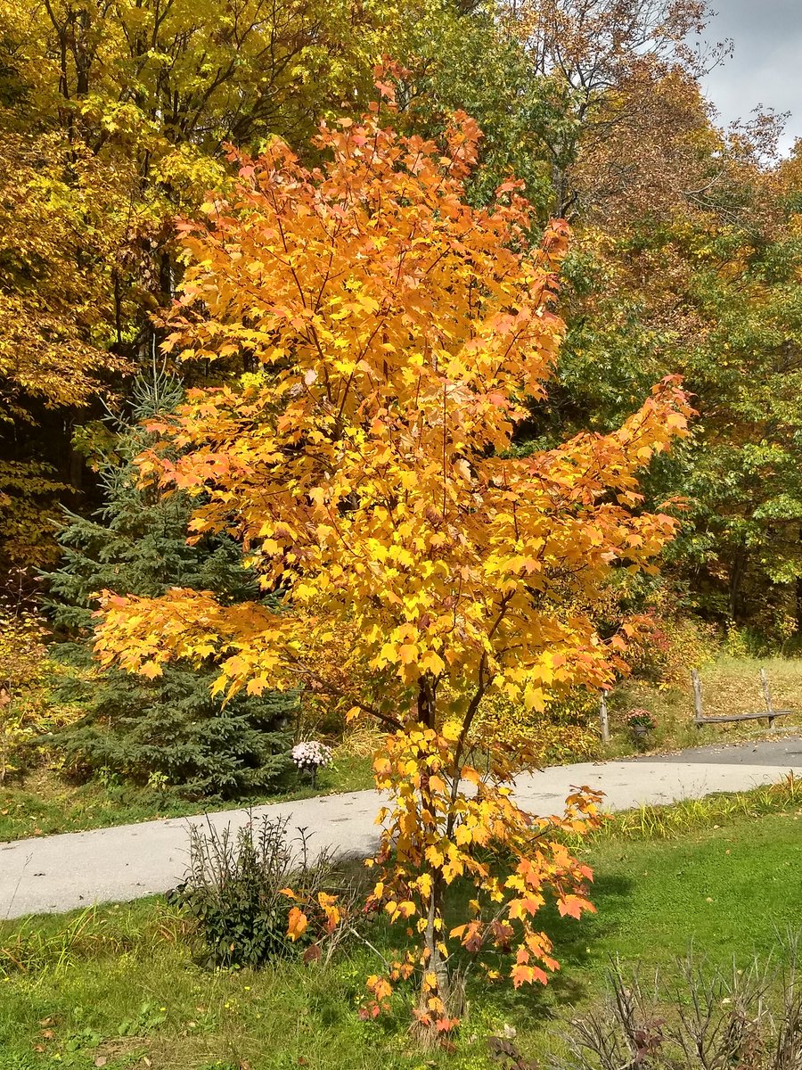 pivo_molim's tweet photo. Count the different shades of yellow #getlostinnature #dwightriversideinn https://t.co/63zwhvWuRt