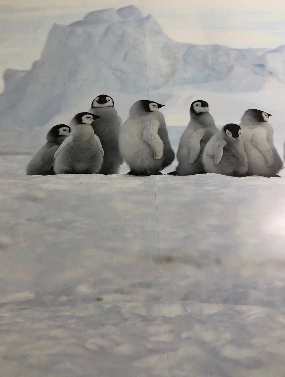 The cold months are on their way! So, heres some penguins we printed a little while ago! Check out our website for more info! buff.ly/2Rq8WyL :-)