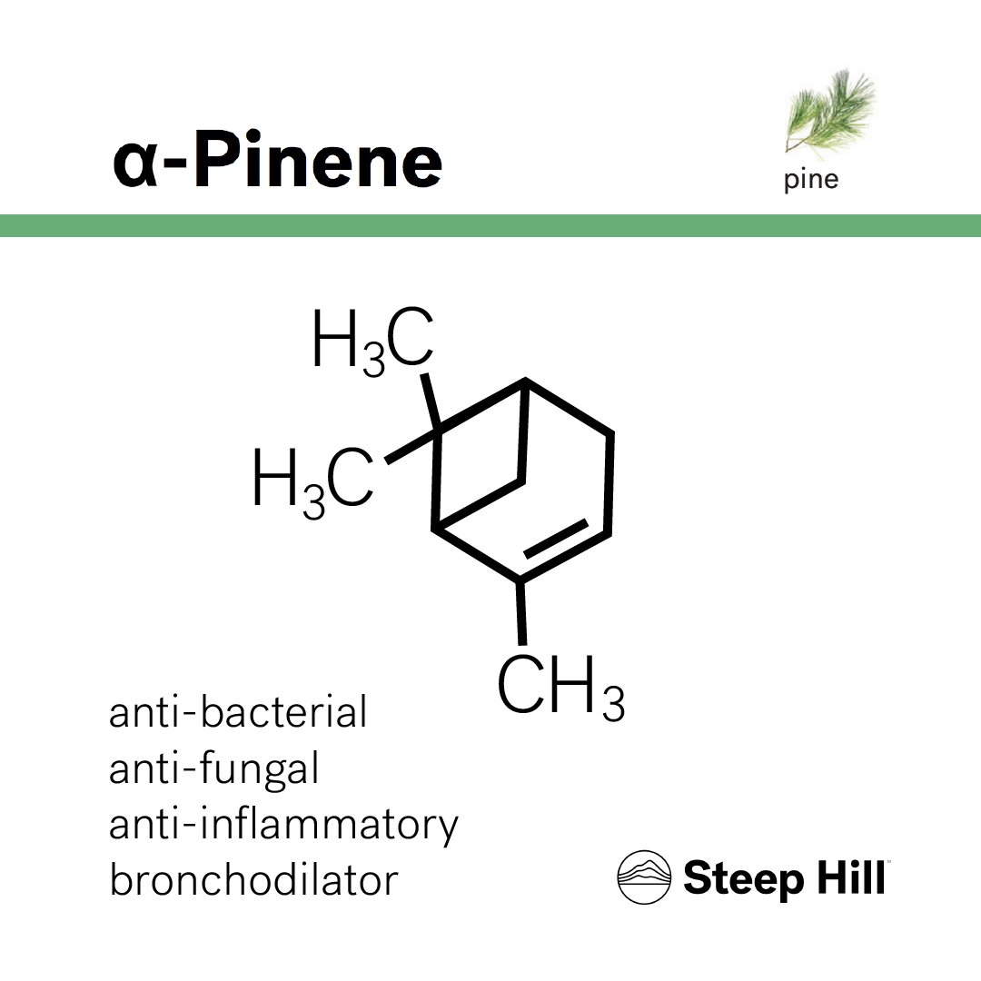 steephilllab's tweet image. Pinene, one of our favorite terpenes, is often found in strains like Jack Herer or Trainwreck. It brings about alertness and attentiveness, and is often attributed to '#Sativa'-like strains. 

#terpenes #alphapinene #pinene #cannabinoids #terpenoids #botany #fragrances #chemistry