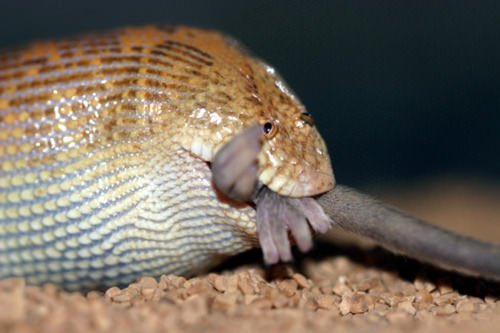 Filet Minion On Twitter Snakes Have Become Synonymous W Danger And Sexiness But Have U Ever Seen An Arabian Sand Boa