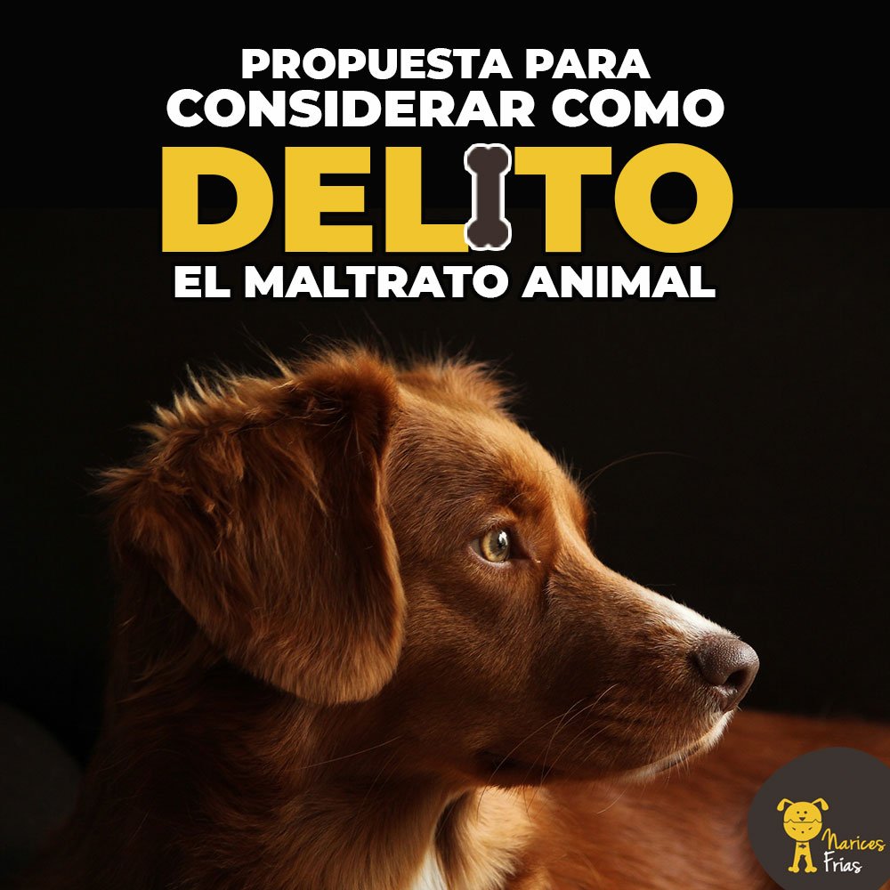 El maltrato animal en Ecuador está tipificado como una contravención. Una propuesta busca que acciones en contra de su bienestar sean consideradas como delito. ¿Cuál sería una pena máxima? ¿Qué hay de la zoofilia? » bit.ly/DelitoAnmal