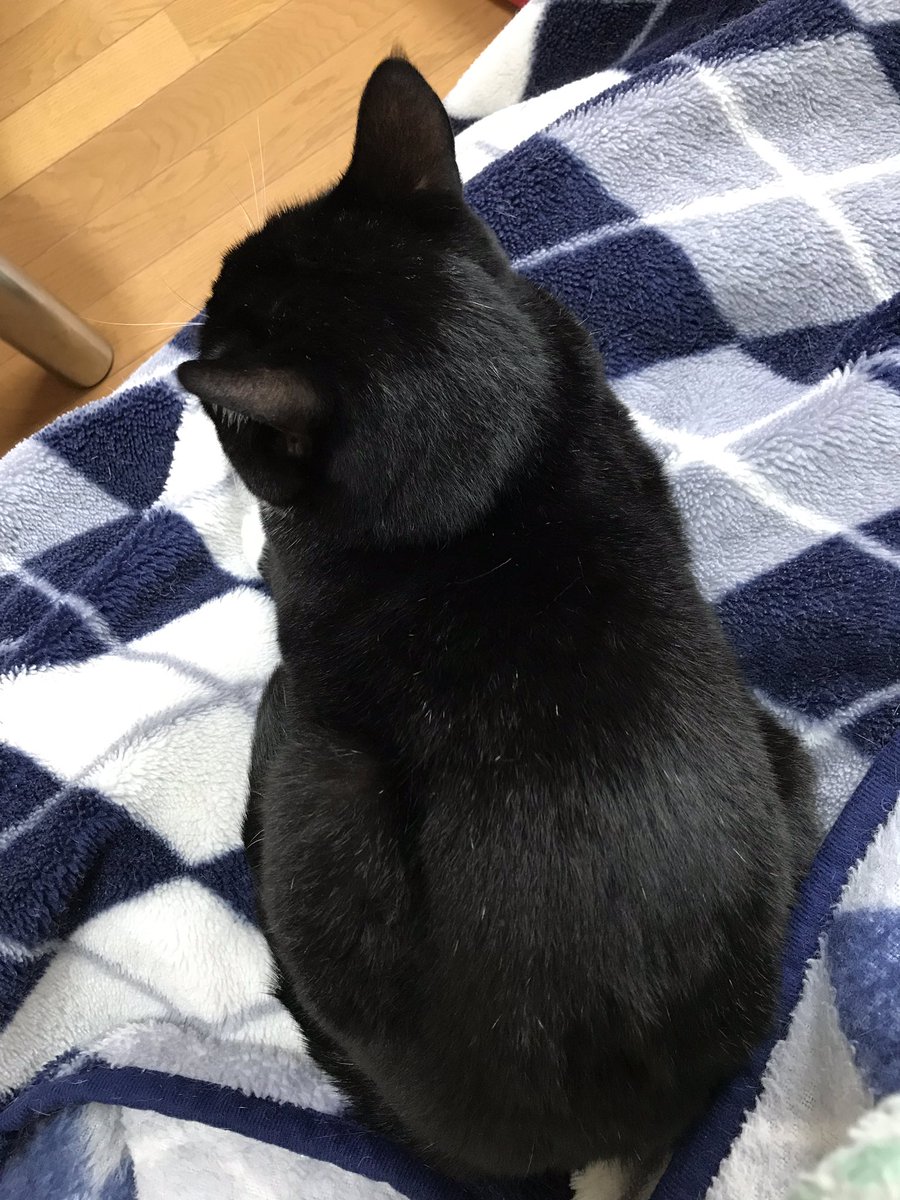 黒猫最高 黒猫最高