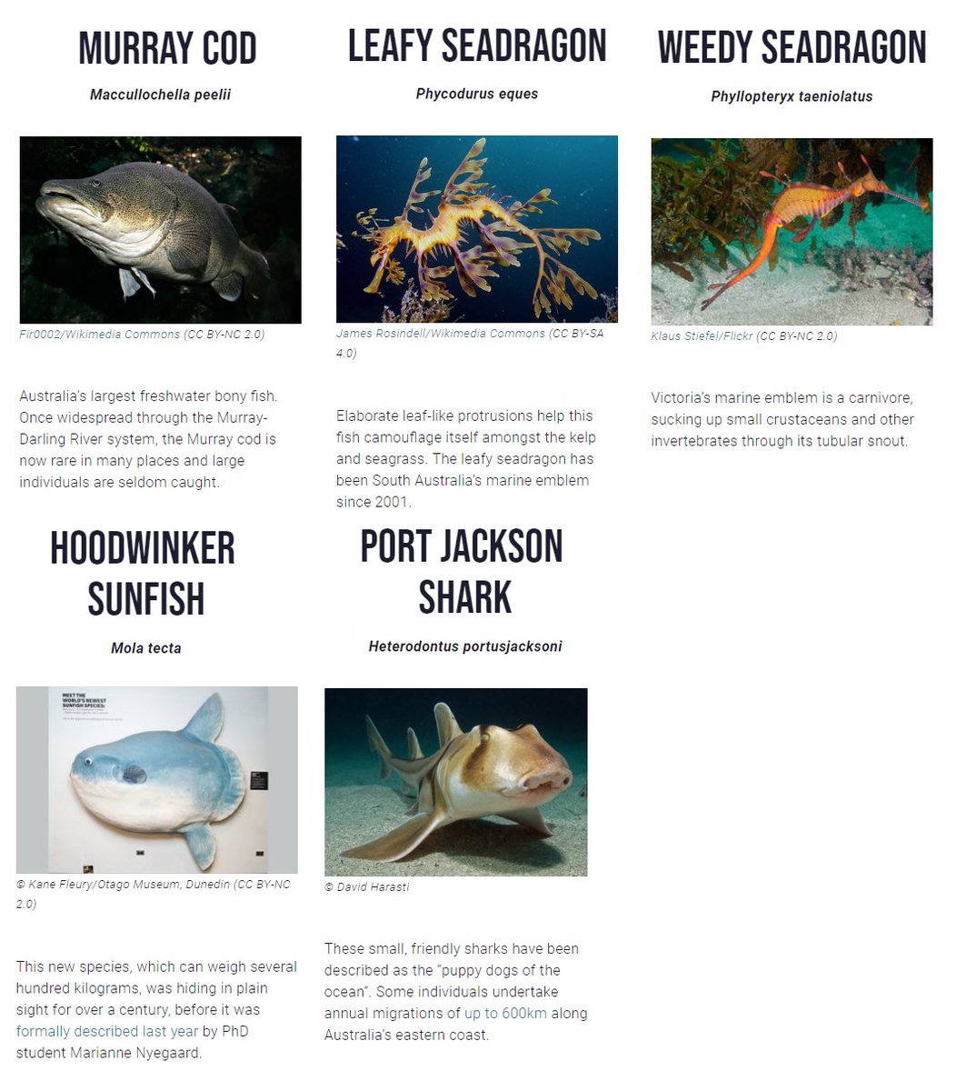 AustSocFishBiol's tweet photo. On day 4 of #AusFaveFish, Murray cod are still leading the pack, but with both seadragons crowding the podium.
4th (tie): Hoodwinker sunfish, Port Jackson shark
3rd: Weedy seadragon
2nd: Leafy seadragon
1st: Murray cod
Vote here: https://t.co/ZHc2CCZdty
#ASFB2018 https://t.co/iF31I55uLN