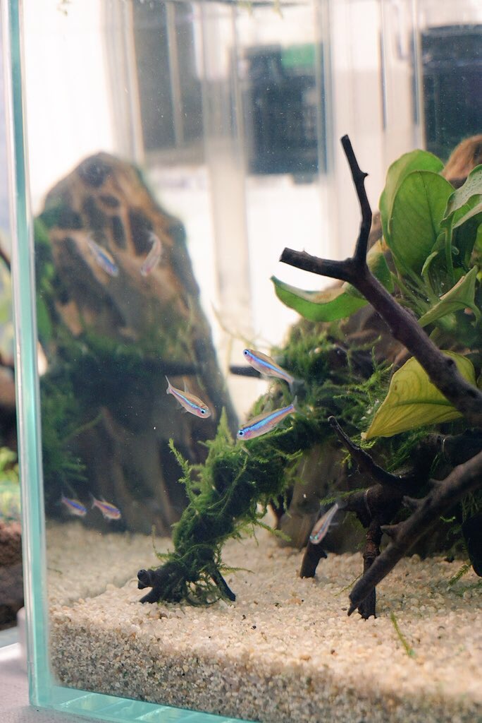 Avainsana Co2無添加 Twitterissa