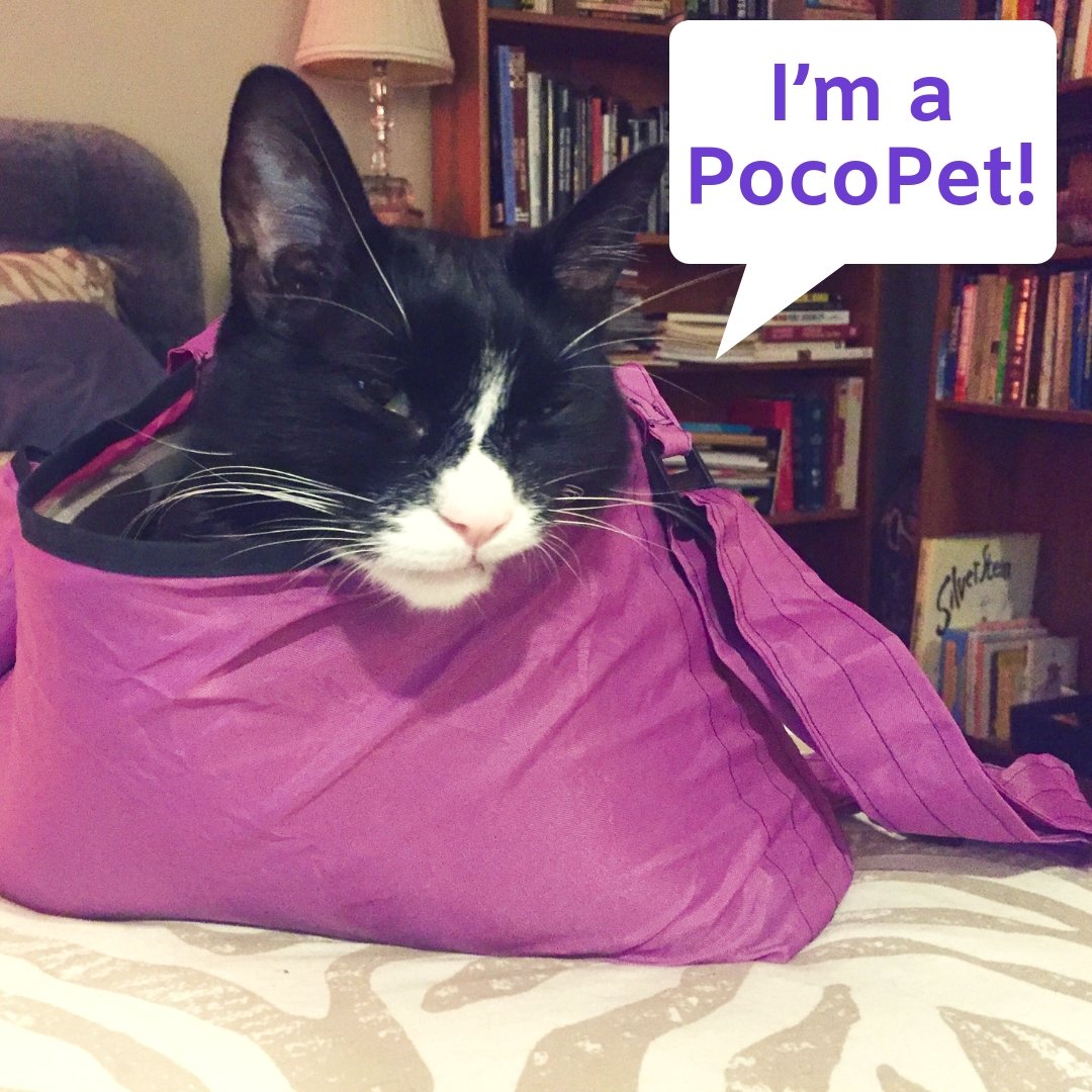 thepocopet's tweet image. Why does everyone say, "The cat's out of the bag" when it's obvious cats love being IN the bag?? #catsinbags
.
.
.
.
.
.
#catsofinstagram #catogram #catscatscats