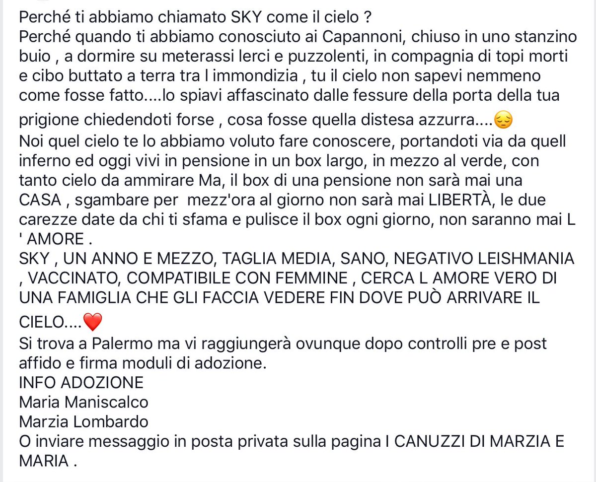 CanuzziE's tweet photo. Il nostro cielo.
Sky... un giorno ce la farai anche tu.
#canuzzi #adotta #AdoptDontShop #adottami #tiprego #help #givemeachance #please https://t.co/VZkTP6ZwFJ