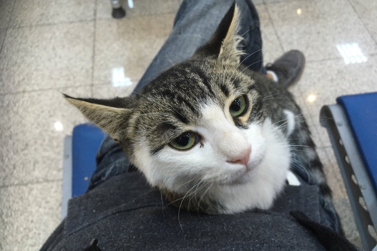トルコの空港で セキュリティチェック後のエリアになぜか猫さんがいて膝に乗ってくる光景 なにか隠し持ってませんでしたか Togetter