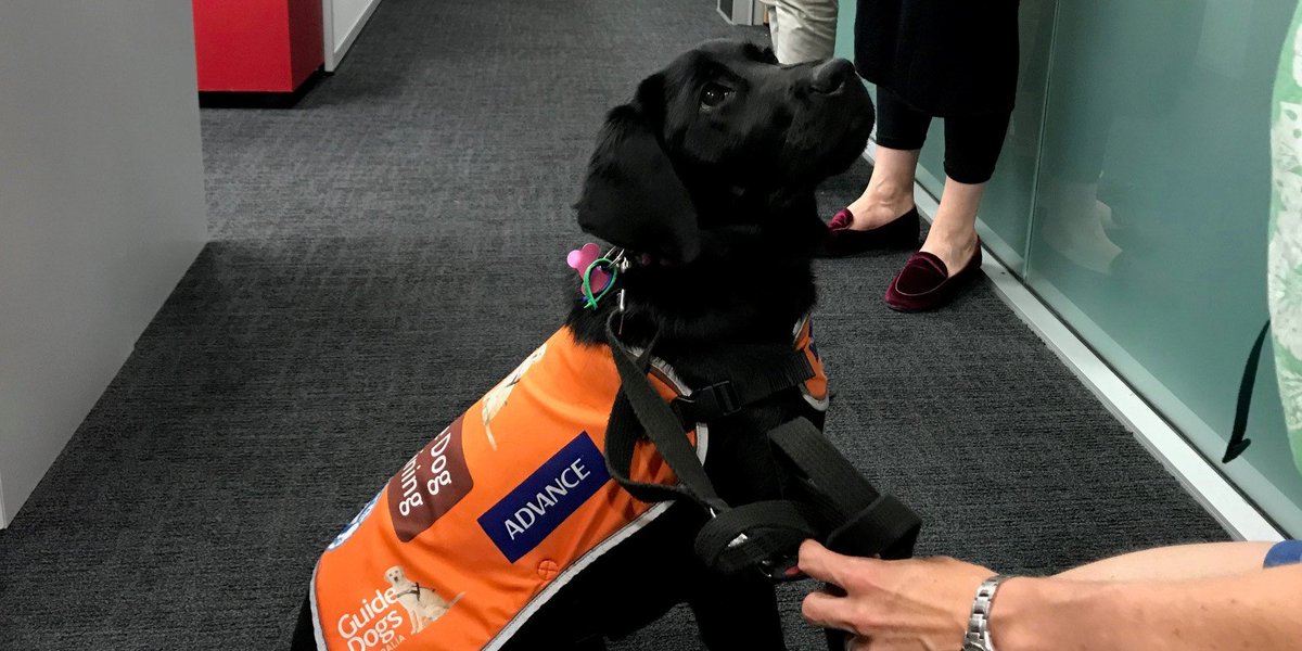 UQ_Library's tweet photo. We were delighted to meet guide dog in training “Nulah” at the Dorothy Hill Engineering & Sciences Library today. Her trainer, Nicole, is studying her PhD & surprised us with a visit. Nulah was too busy being a trainee guide dog to even pose for photos! #dogsofUQ #GuideDog https://t.co/Zlm4Pcv3cg