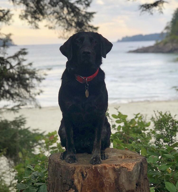We’ve been featured on @moderndogmag for our Pet Month! If you haven’t heard, bring your furry friends to Pacific Sands this month and will waive the pet fee, give them a sweet pet package, and donate 1% of all revenue to the BC SPCA. 🐶🐶🐶 #yourtofino 📷 - @charliesadventures__