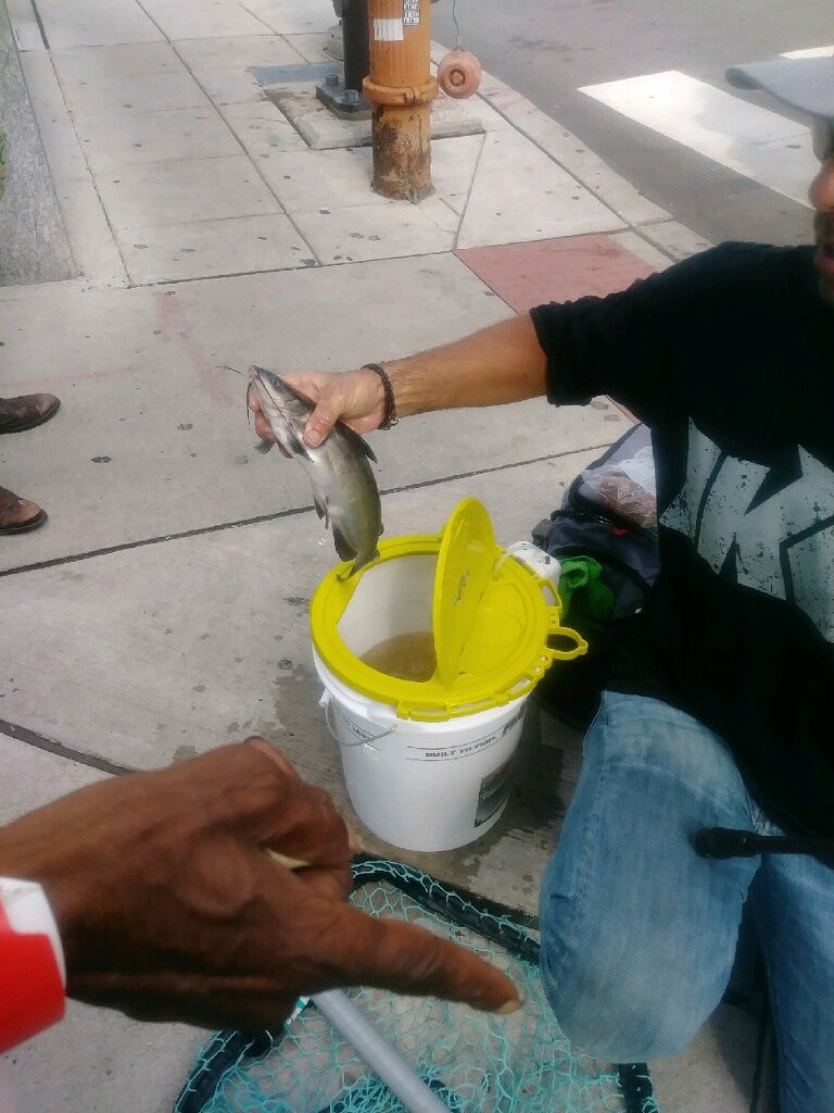 najizzzlee's tweet photo. Hold onto your pearls, ladies and gentlemen. Today at Broad and Race, a man was fishing in the sewer that’s on the corner and caught a catfish. I am appalled. https://t.co/rHCfuLL0ms