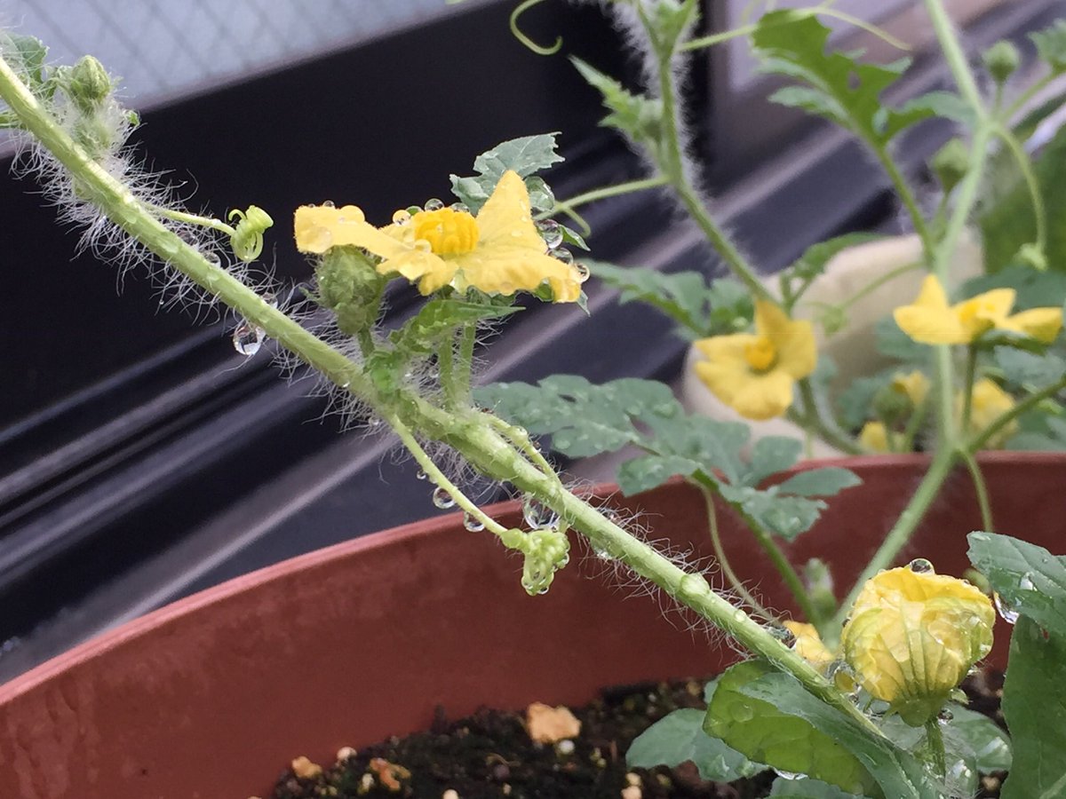 スイカの花 スイカの花