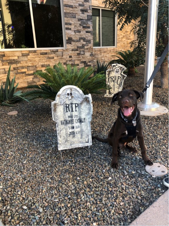 vertexapts's tweet photo. Rhodie is ready for the Vertex Instagram Pet Contest coming soon... Are you? https://t.co/LqWOygOjTU