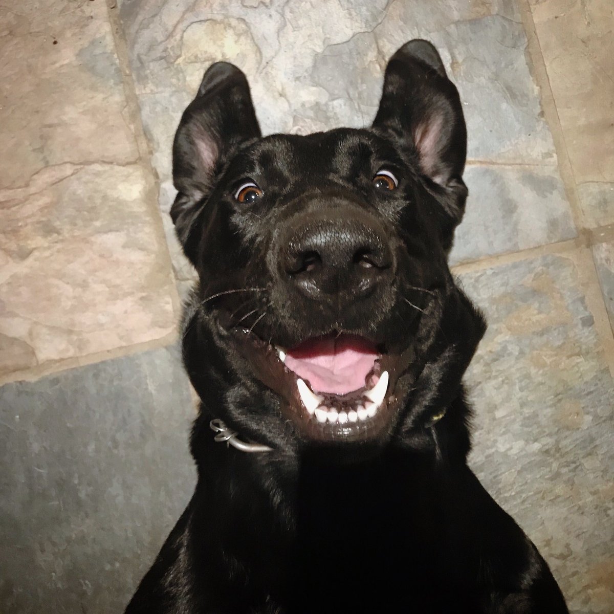 true life: my dog takes better selfies than me (and you)