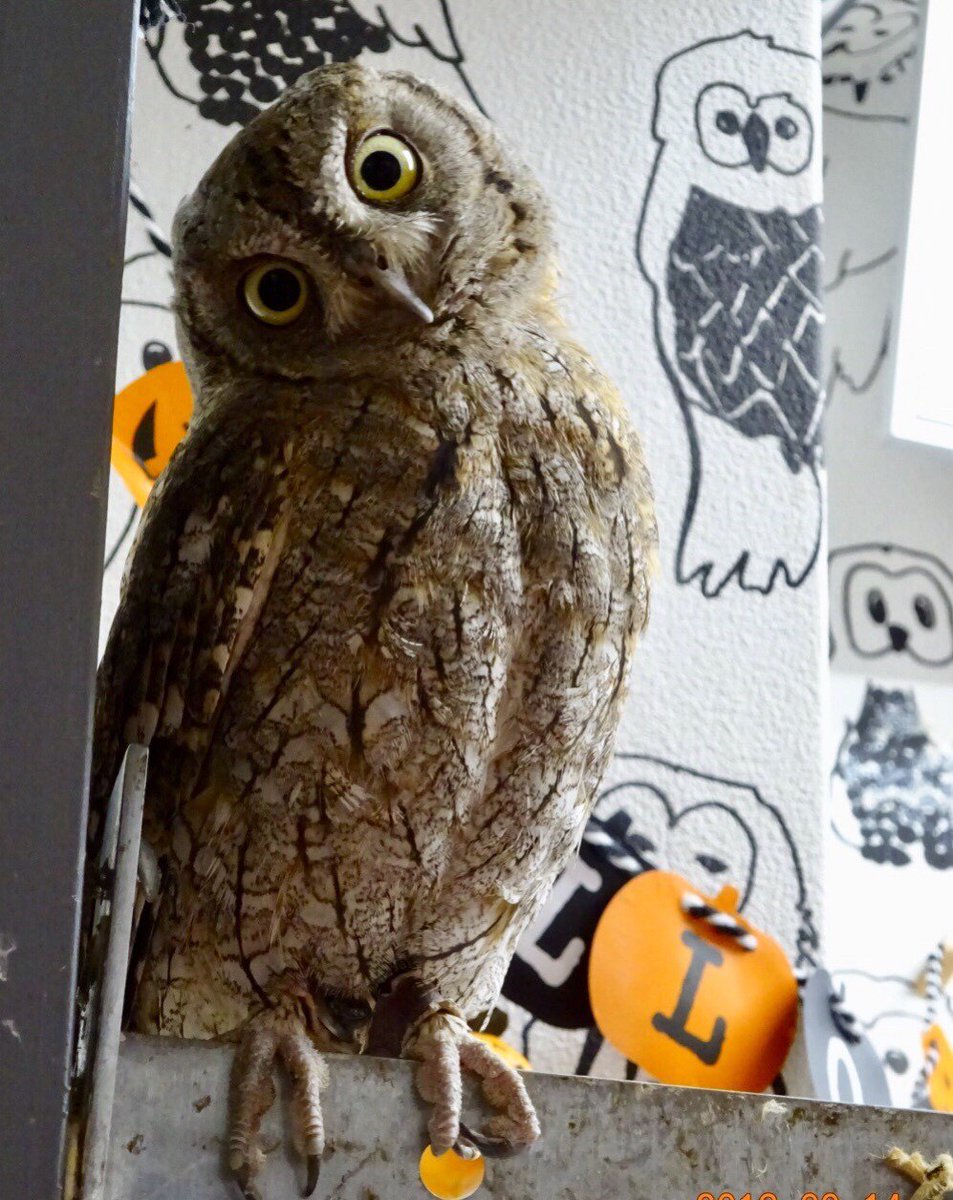 Twitter এ あうるぱーく フクロウカフェ池袋 03 3984 1097 Owlcafe Tokyo あうるぱーくフクロウカフェ池袋西口 首をかしげるだけでも可愛いヒナタちゃん 本日も11時 時迄営業致します 10円時間無制限 小学生未満無料 当日予約なく入店可能 03 3984 1097