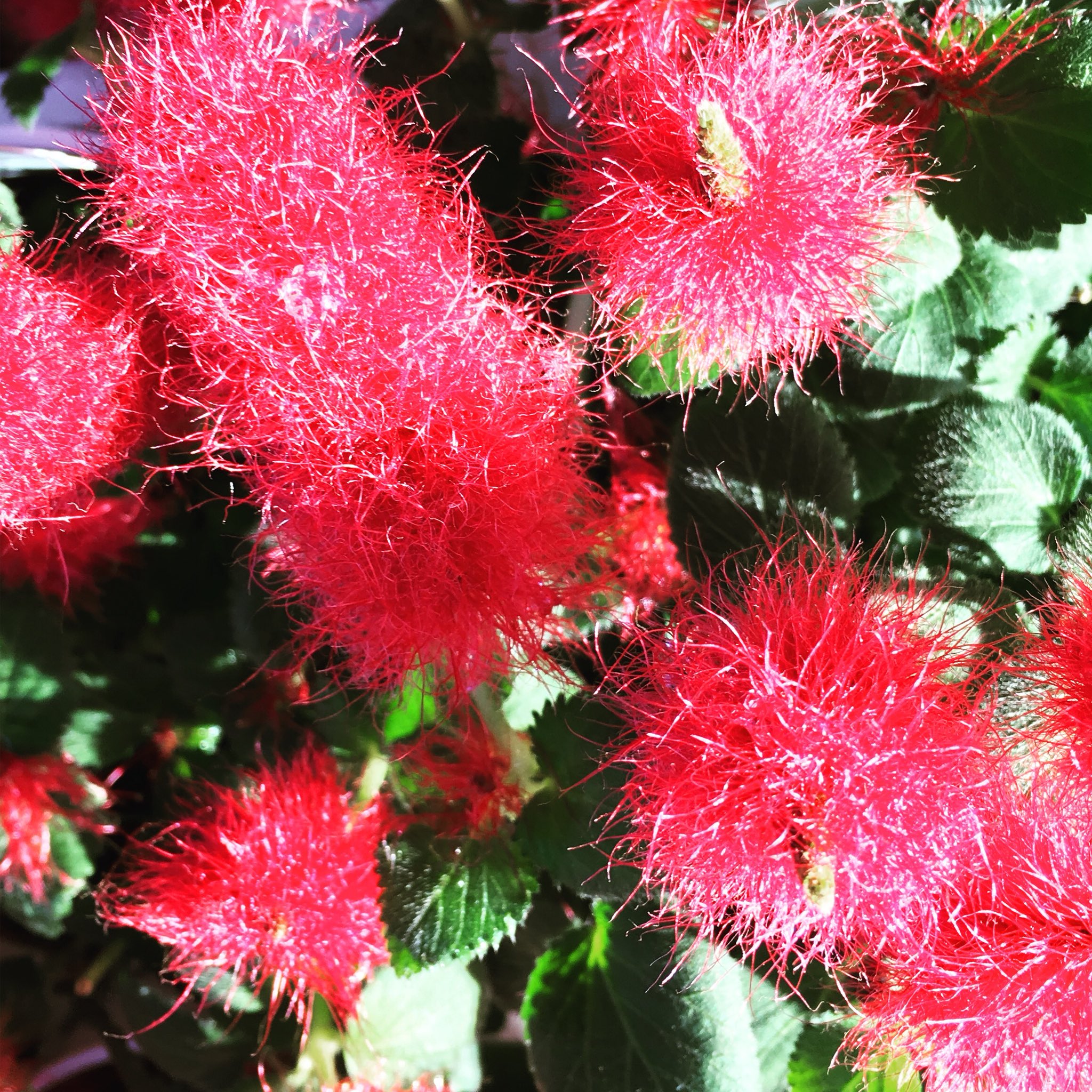 池ポチャ野郎 Sur Twitter 猫じゃらしのような赤い花穂 キャッツテール アカリファ 花言葉 気まま 上機嫌とまどい 花 赤い花穂 猫じゃらしに似た花 鑑賞期間が長い エノコログサ