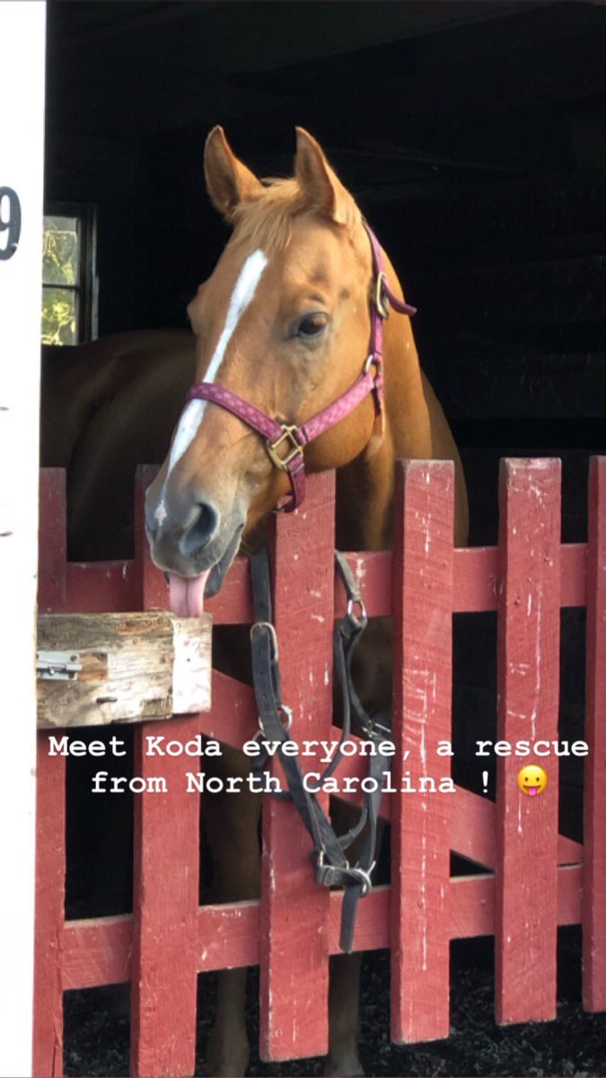 Bellamelix3's tweet photo. Visited The Bergen County Horse Rescue today and it was amazing. What they’re doing, caring for horses in need is truly incredible. Hope to be back soon ! #BCHR #PR3480 @angiabar 🐴 https://t.co/ZEkbriOdgx