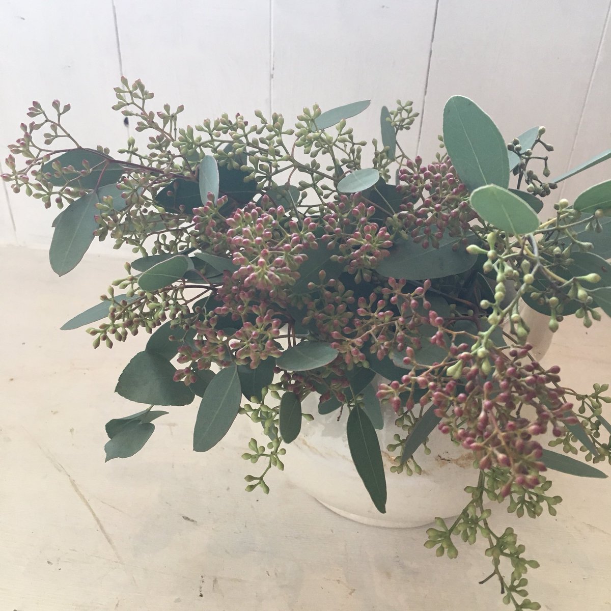 D Ici Peu Twitterissa 毎日ひと花 ユーカリ ポポラスベリー