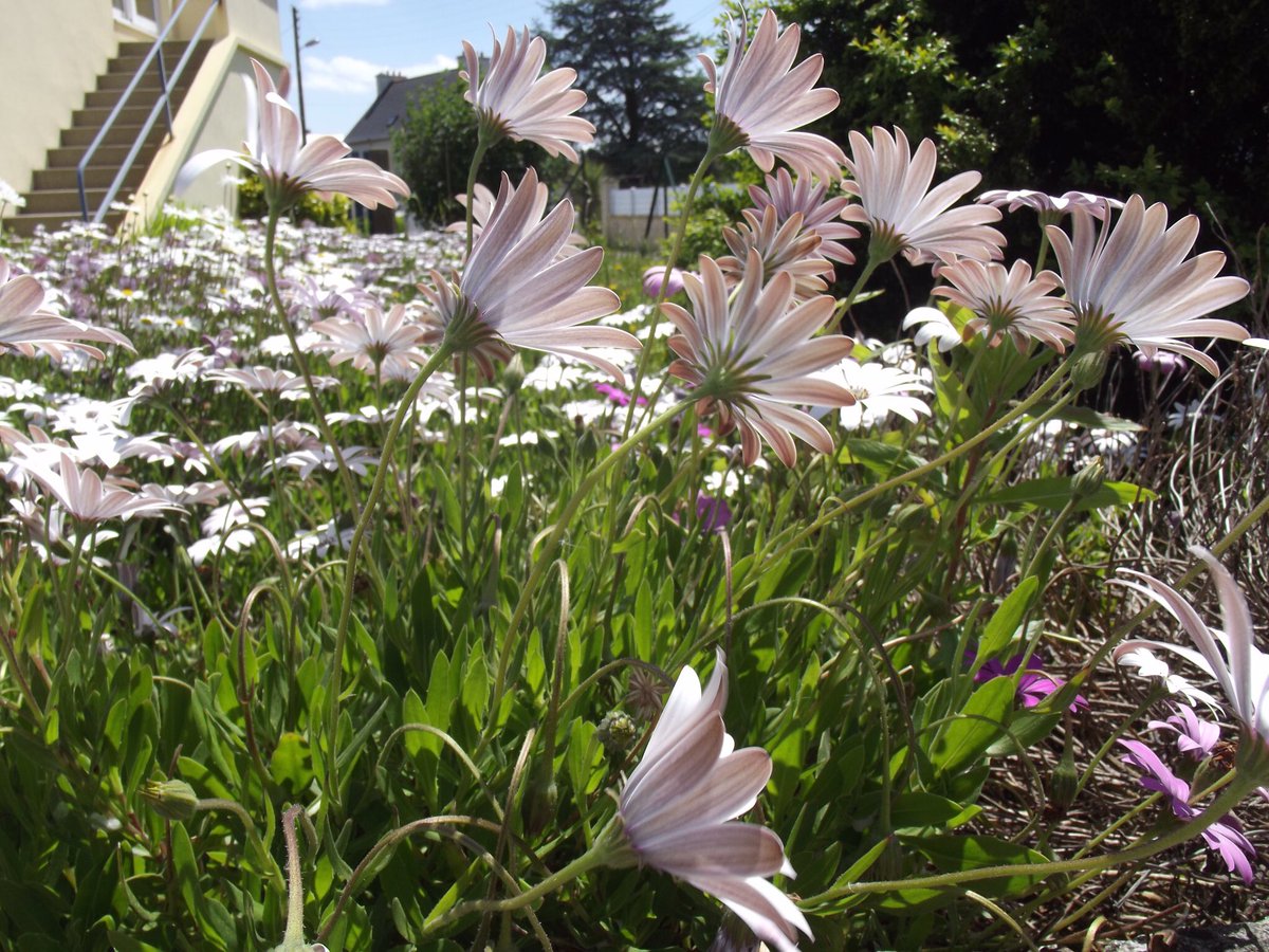 savpeace's tweet photo. Dancing daisies in France. Take me there.  @airfrance https://t.co/5P8o03cddr