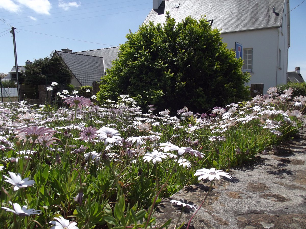 savpeace's tweet photo. Dancing daisies in France. Take me there.  @airfrance https://t.co/5P8o03cddr