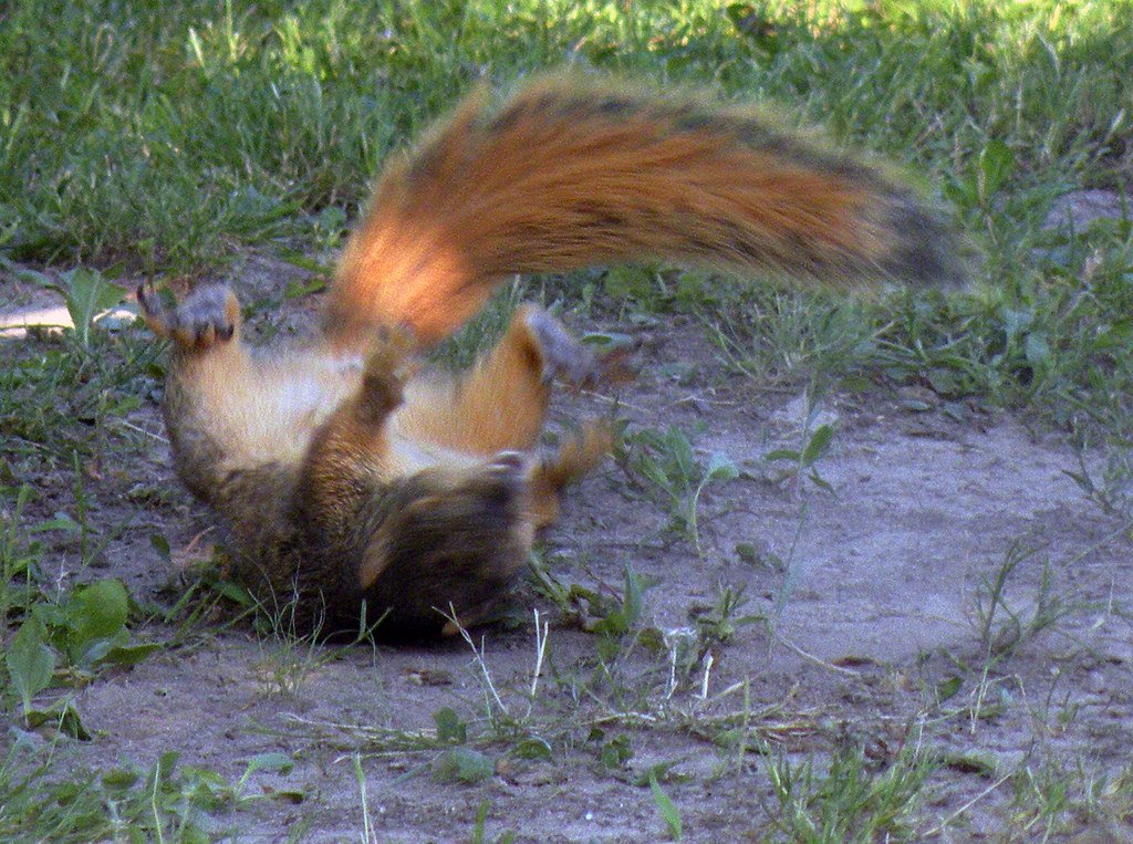 Jennifer Bendery on X: @darth here you go. a squirrel rolling