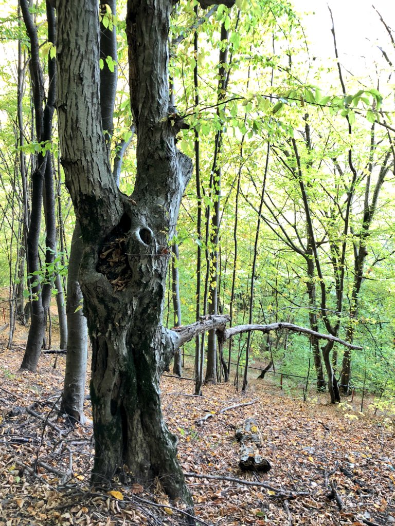 TheEnglishWitch's tweet photo. Fall be here ... now follow me into ye Woods .....

#PendleForest https://t.co/fhvxfRp5P2