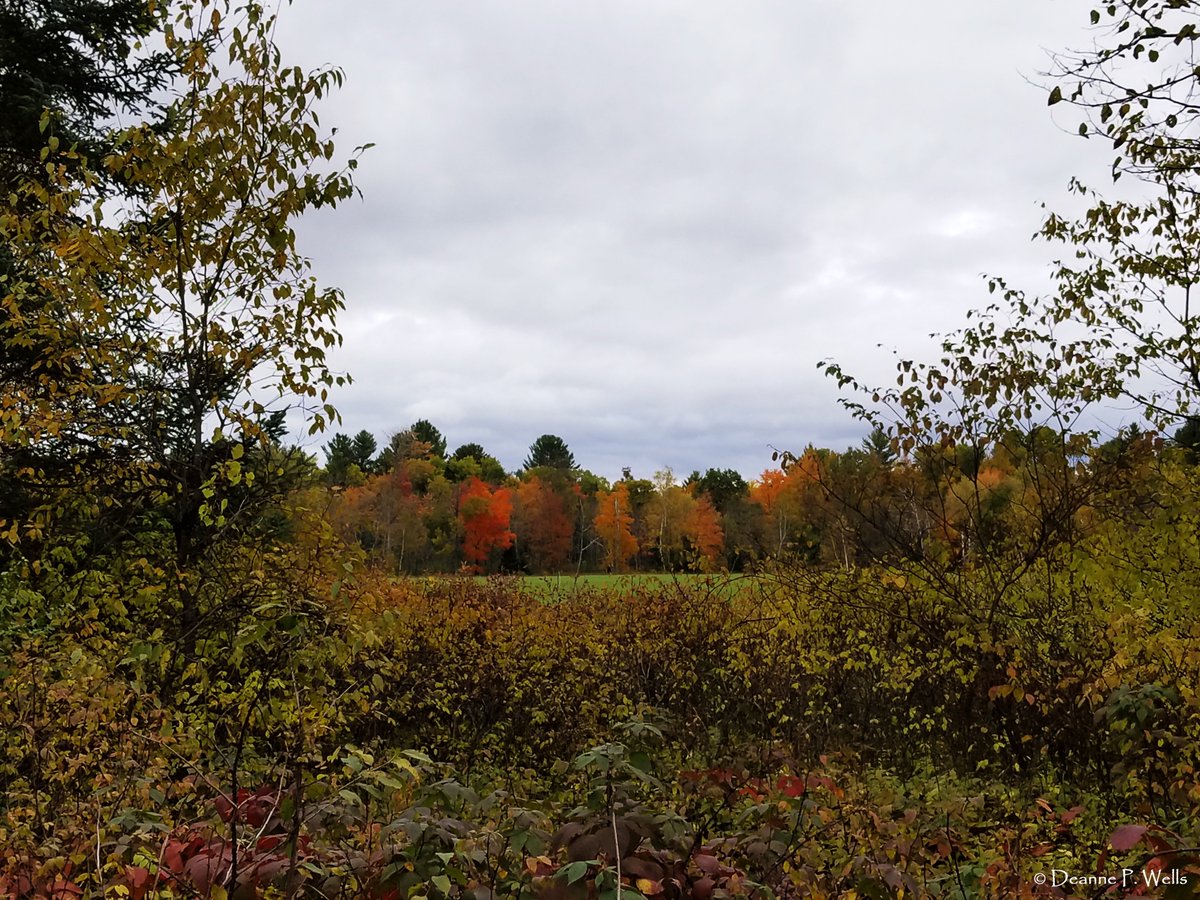 TwoRiversWiscon's tweet photo. Gorgeous colors and peak time to be in the #northwoods #upnorth #crivitz #Wisconsin #autumnvibes #FallColors #Autumn #Photography #DeannePWells #WisconsinGirl #UTVTrail @ThePhotoHour #Nature https://t.co/eTbIFbmJc1