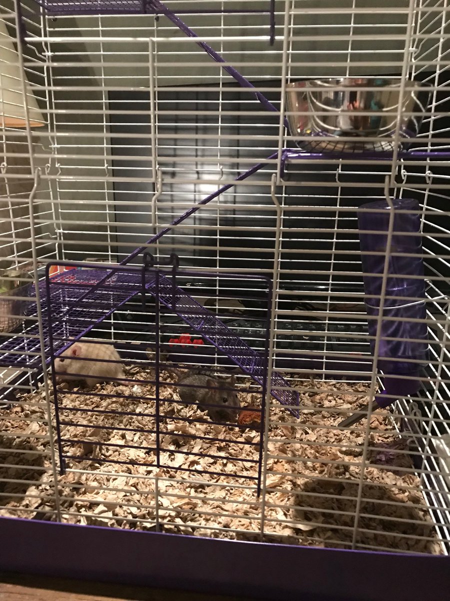 so... my son has a snake and he eats rats (not nice at all)but he’s not hungry last time I go to feed him and it was the weekend and I couldn’t return the rat so I had to take care of him and my kid starts playing with him... well here’s where I find myself-2 rats and a cage