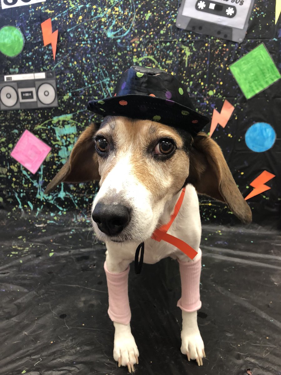PPRLasColinas's tweet photo. Our pups are rocking some gnarly tube socks &amp; fedoras! 🤘🏼⚡️ https://t.co/fjb1SoRuH3