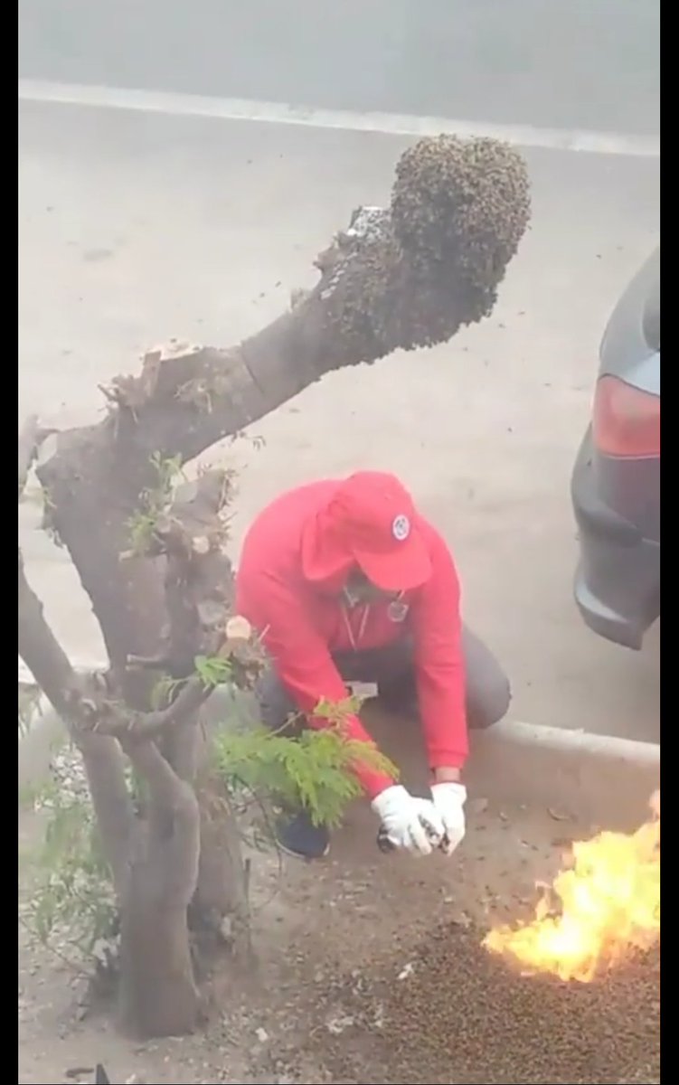 LeyAnimal's tweet photo. QUEMAR A LAS ABEJAS DE UNA COLMENA EN VEZ DE LLAMAR A UNA ENTIDAD QUE LAS RESCATARA. USTED AUTORIZA SR PRESIDENTE? @sebastianpinera @ecocolmena @PatriciaCocas @biobio @adnradiochile @cnni @CHVNoticias @OteroJimena @KathySalosny @kattykowaleczko @S21nuevastribus https://t.co/9kljmizImA