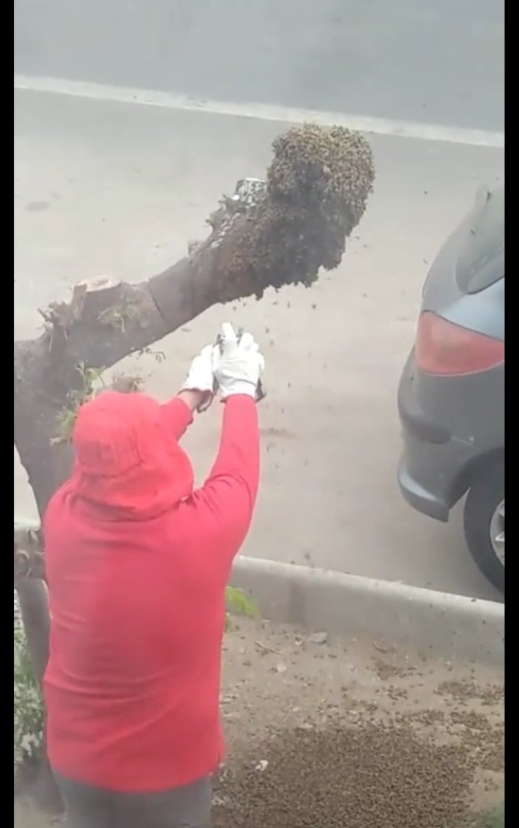LeyAnimal's tweet photo. QUEMAR A LAS ABEJAS DE UNA COLMENA EN VEZ DE LLAMAR A UNA ENTIDAD QUE LAS RESCATARA. USTED AUTORIZA SR PRESIDENTE? @sebastianpinera @ecocolmena @PatriciaCocas @biobio @adnradiochile @cnni @CHVNoticias @OteroJimena @KathySalosny @kattykowaleczko @S21nuevastribus https://t.co/9kljmizImA