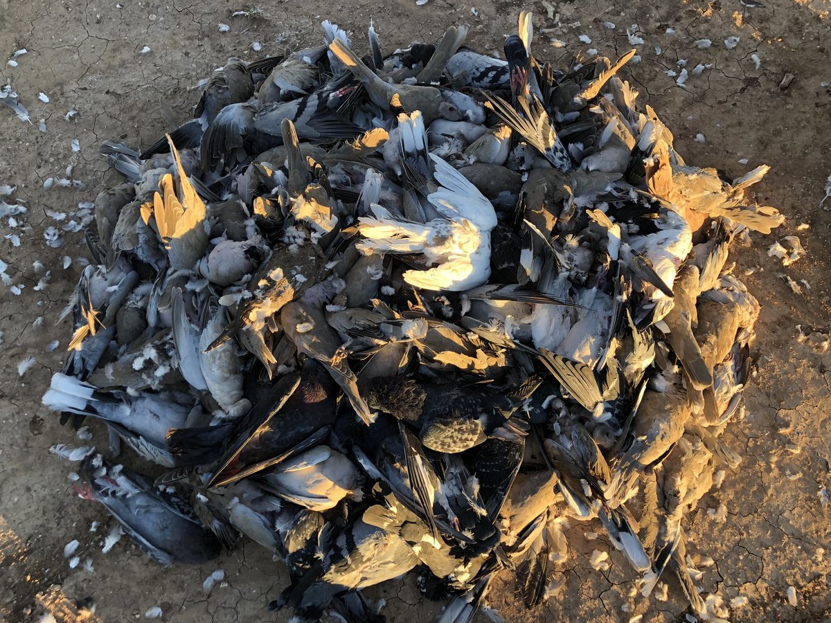Texasfowl's tweet photo. #makeapile Interested in no limit dove and pigeon hunting in the United States ? Call me 2543662283 #dovehunting #pigeonhunting https://t.co/A6npbWVa50