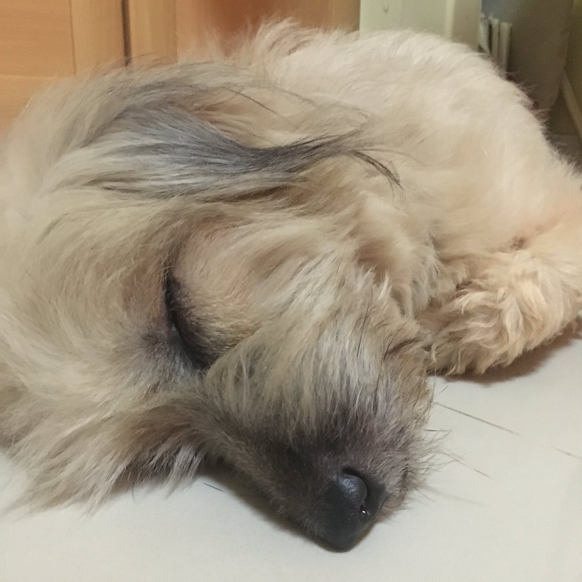 deedydeed's tweet photo. น้องนอนน่ารักกก ท่านอนได้มาจากไหนนน 🐶🐶 https://t.co/5NQCMnvHpT