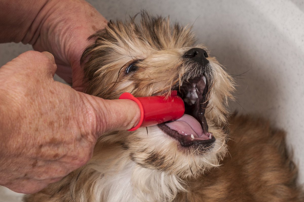 Resultado de imagen para cepillar los dientes a un perro
