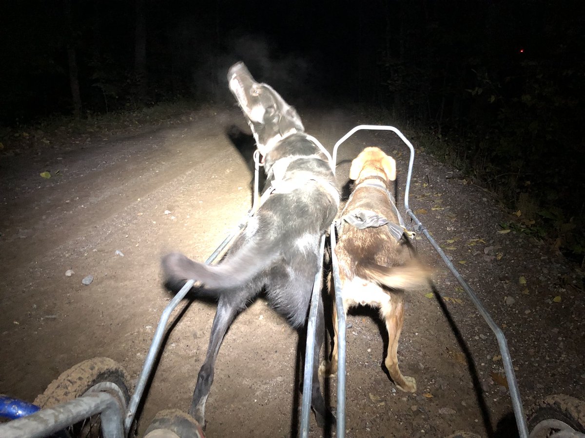 But the other night, as we set out, everything seemed great. Grinch ran with Jenga, galloping down the railroad grade. They were having a blast.