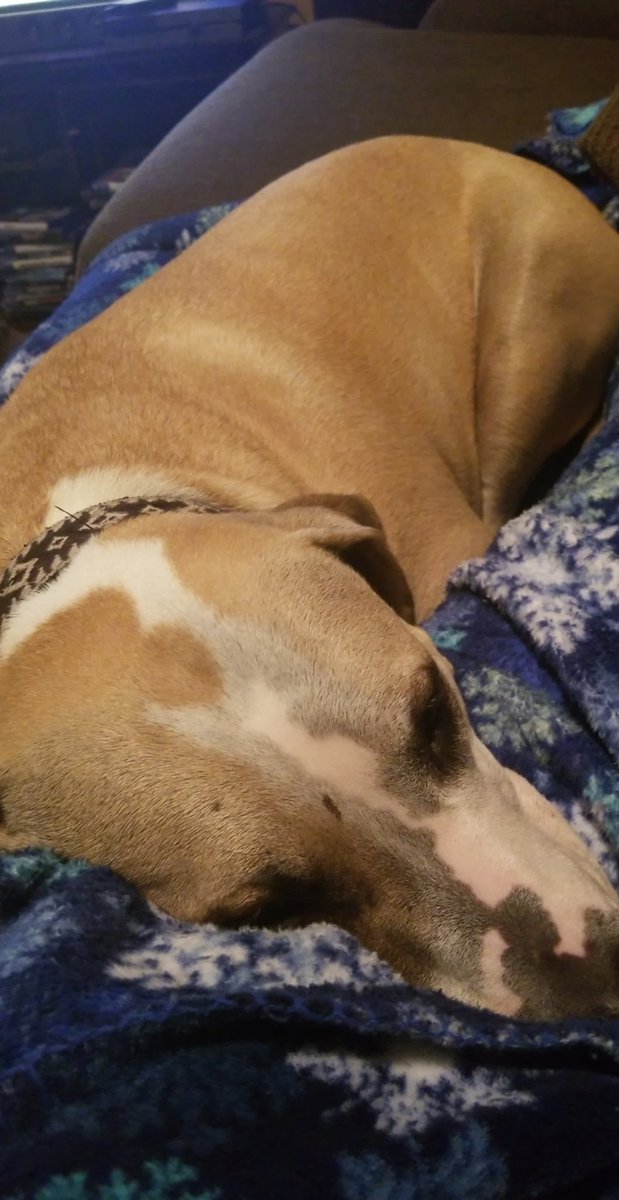 JayPrat3's tweet photo. It's Wednesday night and here I am wishing there was a puppy in my lap instead of HW #bringbackthepuppy #throwbacktotheweekend #takemehome https://t.co/uhVCs41eDG